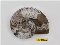 藏品(尖稜菊石)的圖片